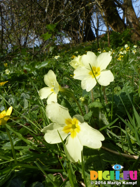 FZ004199 Primroses (Primula vulgaris) on bank